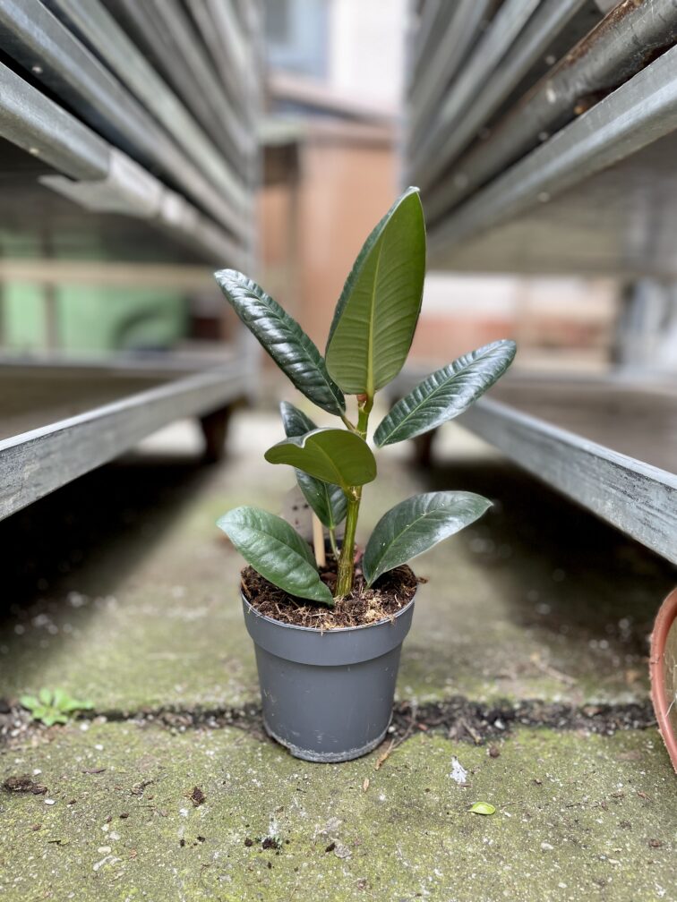 Zdjęcie rosliny doniczkowej Ficus elastica Robusta, ujęcie 2