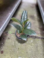 Zdjęcie rosliny doniczkowej Ficus elastica Robusta, ujęcie 3