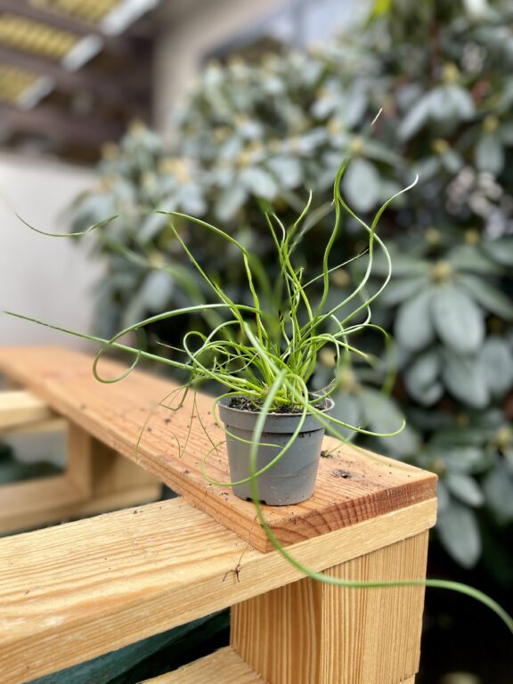 Zdjęcie rosliny doniczkowej Juncus effusus Spiralis (Sit rozpierzchły spiralny), ujęcie 1