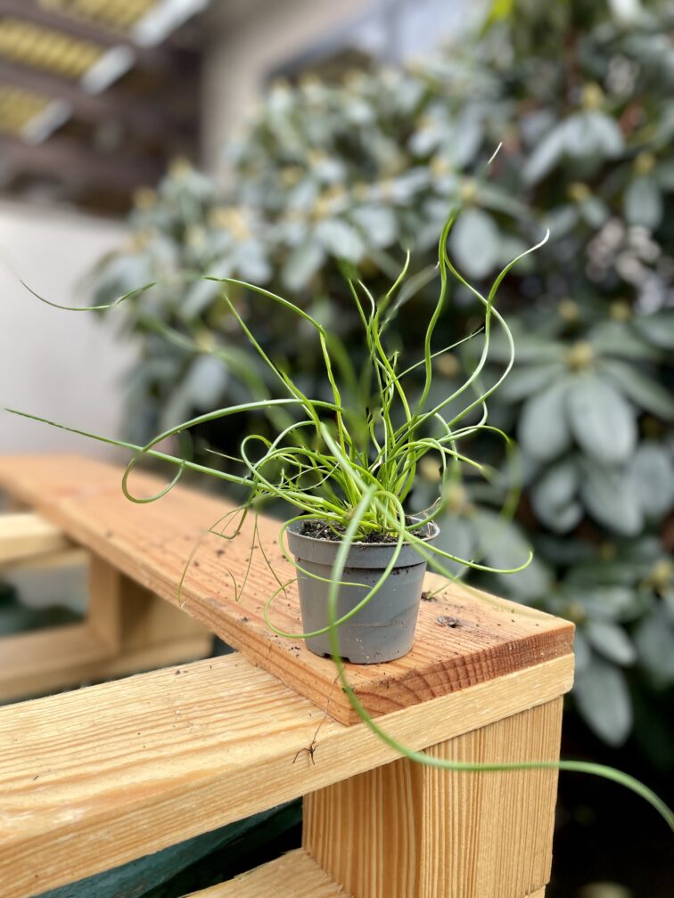 Zdjęcie rosliny doniczkowej Juncus effusus Spiralis (Sit rozpierzchły spiralny), ujęcie 1