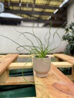 Zdjęcie rosliny doniczkowej Juncus effusus Spiralis (Sit rozpierzchły spiralny), ujęcie 2