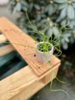 Zdjęcie rosliny doniczkowej Juncus effusus Spiralis (Sit rozpierzchły spiralny), ujęcie 3