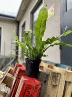Zdjęcie akcesoria Kwietnik Metalowy Czarny 15 cm, ujęcie 2