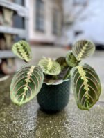 Zdjęcie rosliny doniczkowej Maranta leuconeura Fascinator Tricolor, ujęcie 1