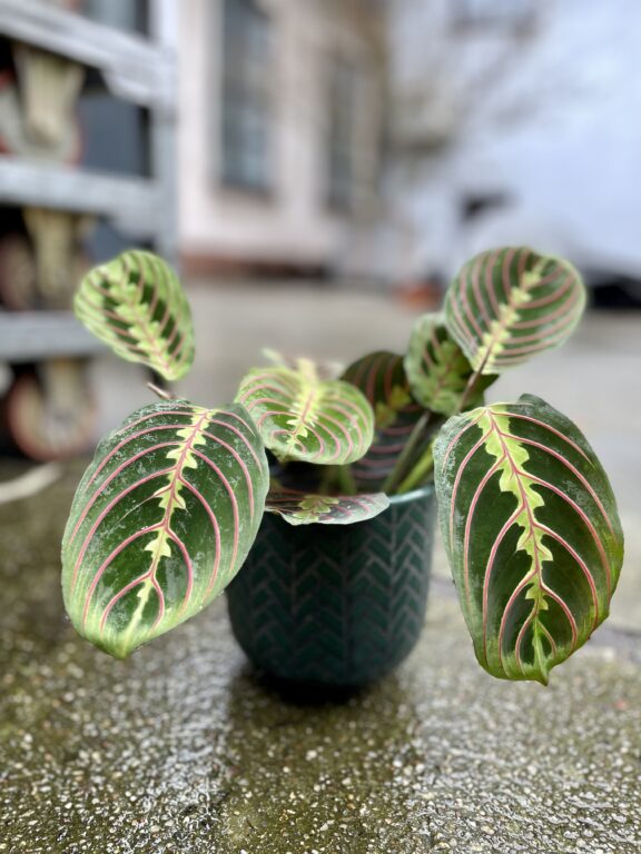 Zdjęcie rosliny doniczkowej Maranta leuconeura Fascinator Tricolor, ujęcie 1