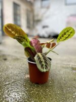 Zdjęcie rosliny doniczkowej Maranta leuconeura Fascinator Tricolor, ujęcie 2