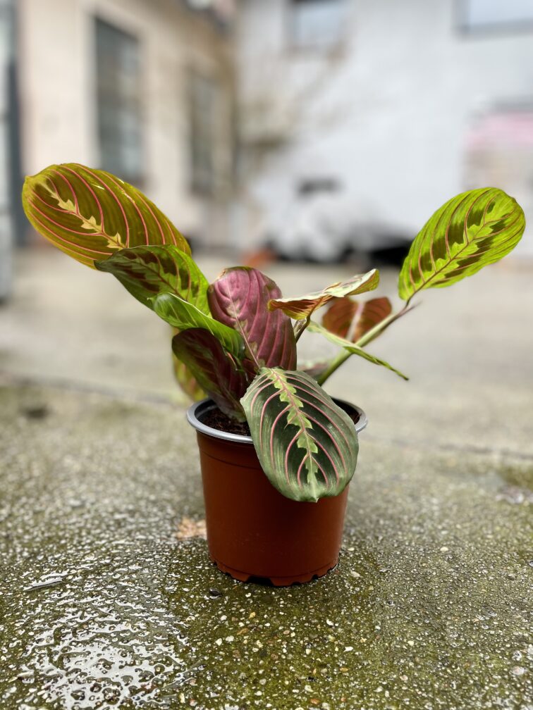 Zdjęcie rosliny doniczkowej Maranta leuconeura Fascinator Tricolor, ujęcie 2