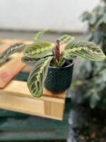 Zdjęcie rosliny doniczkowej Maranta leuconeura Fascinator Tricolor, ujęcie 3