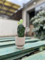 Zdjęcie rosliny doniczkowej Opuntia jamaicensis, ujęcie 1