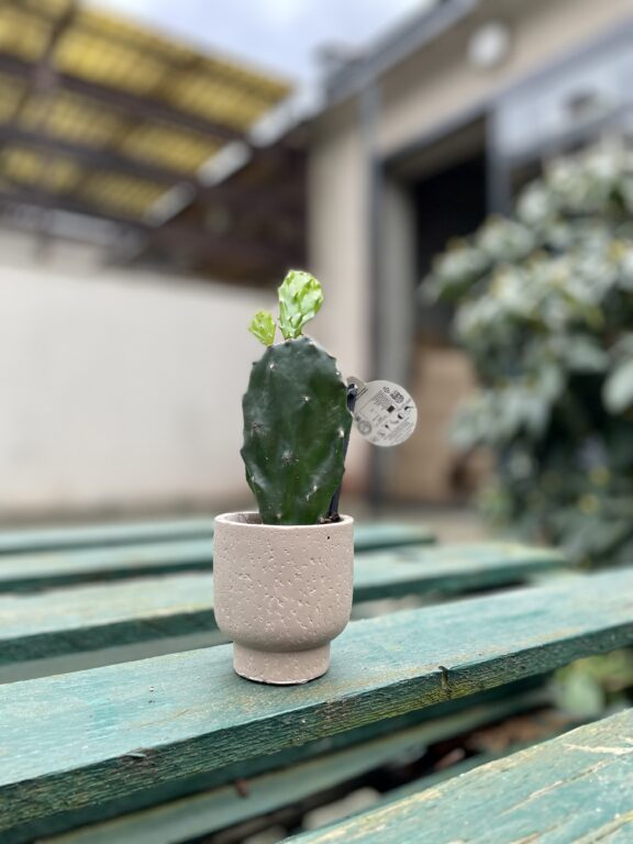 Zdjęcie rosliny doniczkowej Opuntia jamaicensis, ujęcie 1