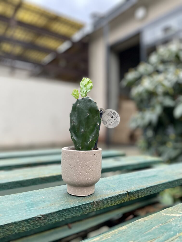 Zdjęcie rosliny doniczkowej Opuntia jamaicensis, ujęcie 1