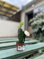 Zdjęcie rosliny doniczkowej Opuntia jamaicensis, ujęcie 2