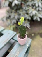 Zdjęcie rosliny doniczkowej Opuntia jamaicensis, ujęcie 3