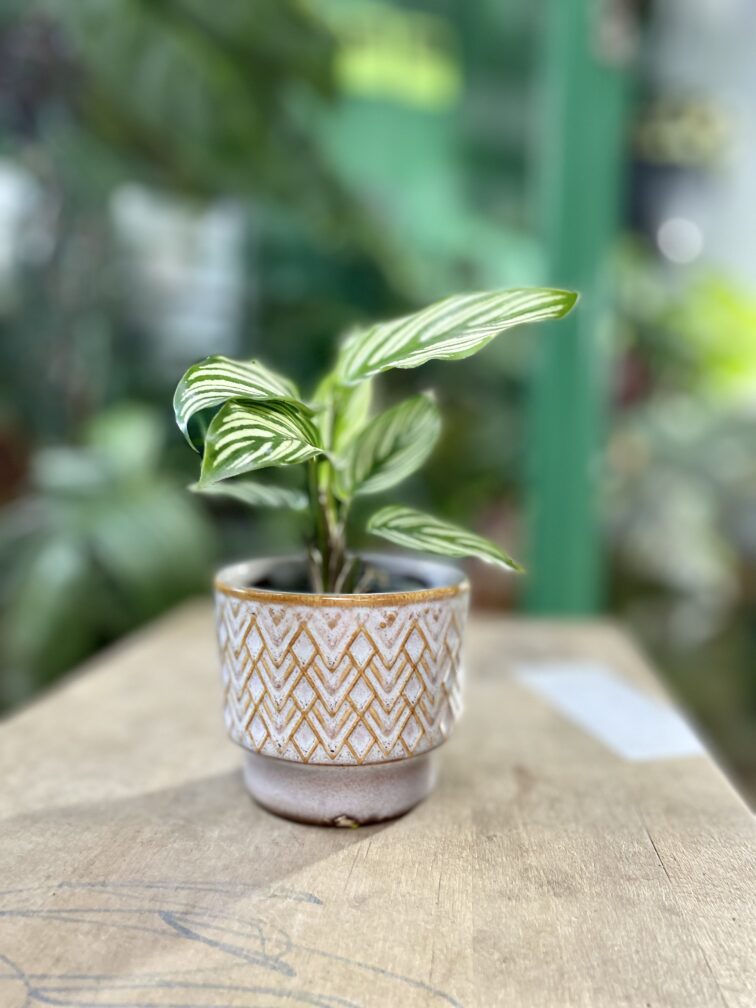 Zdjęcie doniczki lub oslonki: Osłonka Diamond 6x6 cm, ujęcie 2