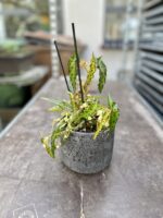 Zdjęcie doniczki lub oslonki: Osłonka Old Silver 12x13 cm, ujęcie 2