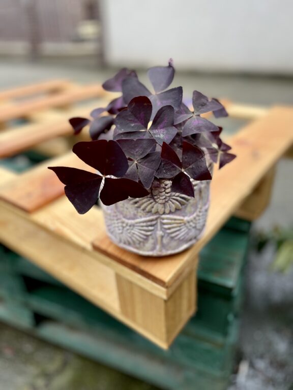 Zdjęcie rosliny doniczkowej Oxalis Triangularis (Szczawik trójlistny), ujęcie 1