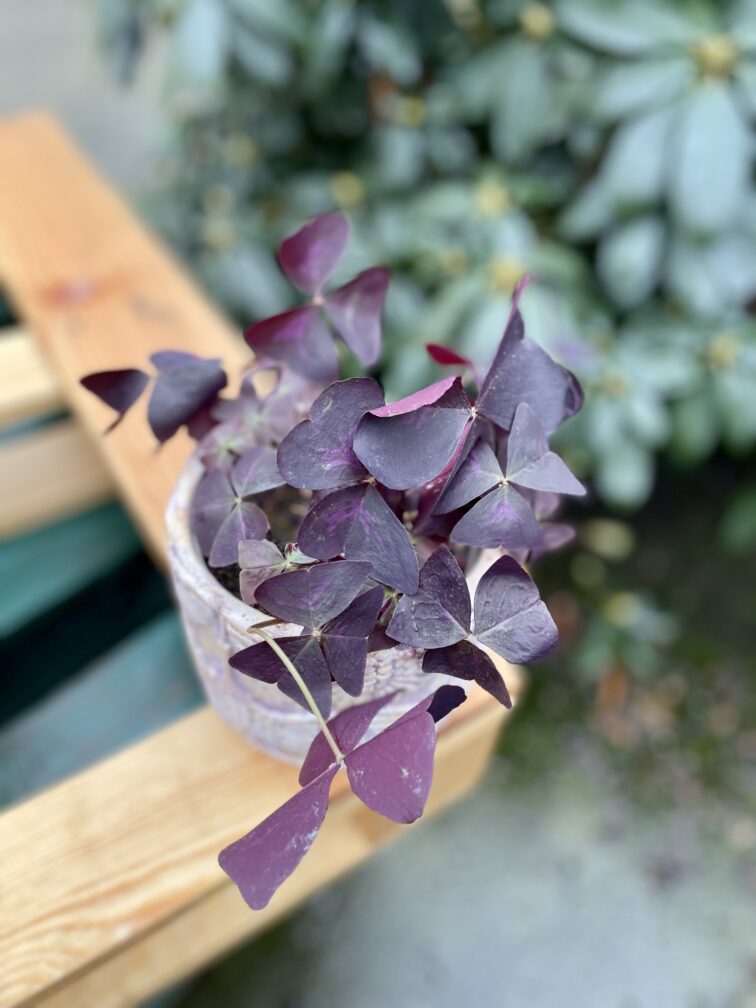 Zdjęcie rosliny doniczkowej Oxalis Triangularis (Szczawik trójlistny), ujęcie 2