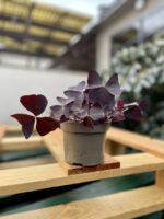 Zdjęcie rosliny doniczkowej Oxalis Triangularis (Szczawik trójlistny), ujęcie 3