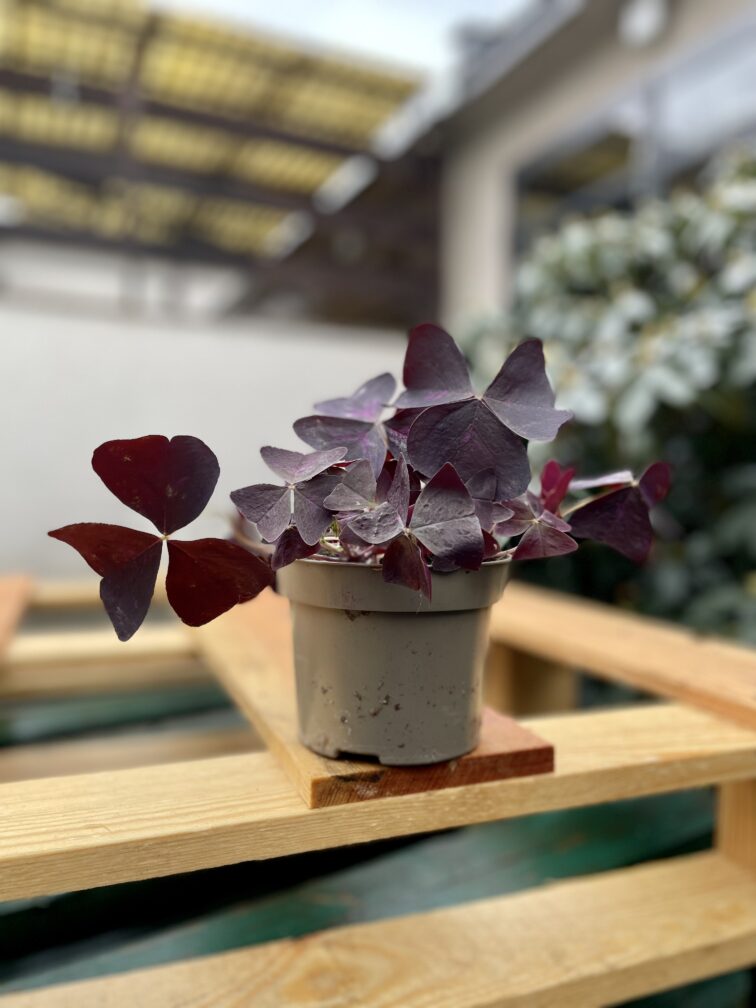 Zdjęcie rosliny doniczkowej Oxalis Triangularis (Szczawik trójlistny), ujęcie 3
