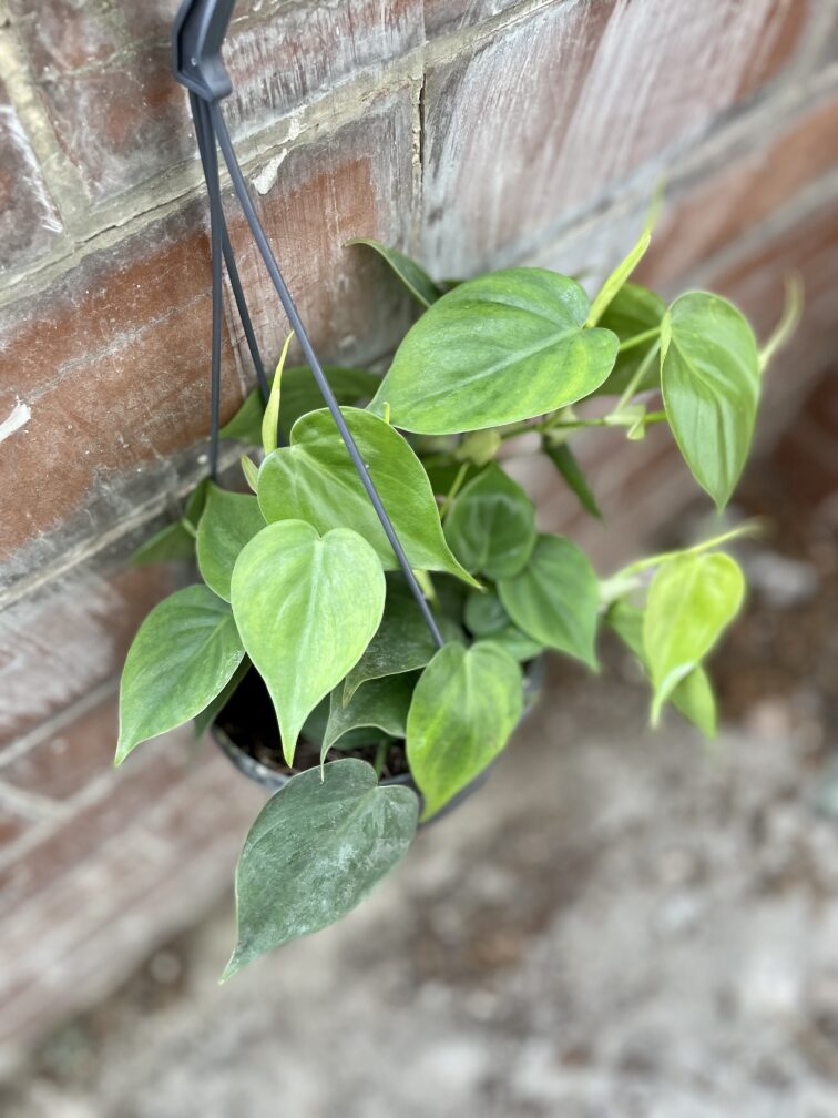 Zdjęcie rosliny doniczkowej Philodendron scandens (Filodendron pnący), ujęcie 1