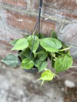 Zdjęcie rosliny doniczkowej Philodendron scandens (Filodendron pnący), ujęcie 2