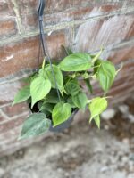 Zdjęcie rosliny doniczkowej Philodendron scandens (Filodendron pnący), ujęcie 3