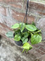Zdjęcie rosliny doniczkowej Philodendron scandens (Filodendron pnący), ujęcie 4