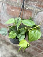 Zdjęcie rosliny doniczkowej Philodendron scandens (Filodendron pnący), ujęcie 5