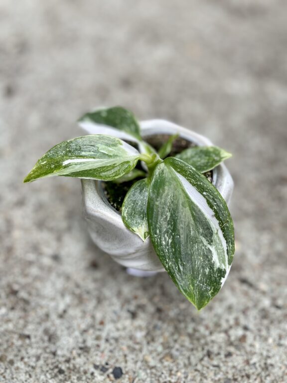 Zdjęcie rosliny doniczkowej Philodendron White Wizard, ujęcie 1