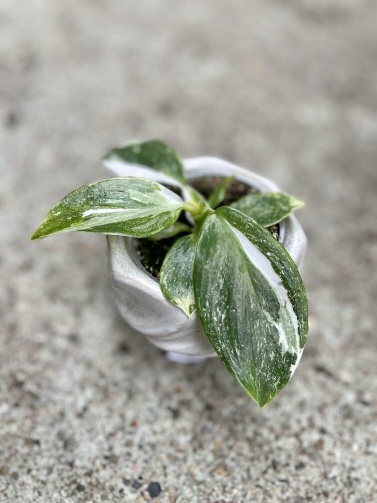 Zdjęcie rosliny doniczkowej Philodendron White Wizard, ujęcie 1