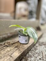 Zdjęcie rosliny doniczkowej Philodendron White Wizard, ujęcie 2