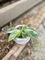 Zdjęcie rosliny doniczkowej Philodendron White Wizard, ujęcie 3