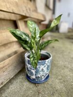 Zdjęcie rosliny doniczkowej Aglaonema Gemini, ujęcie 1