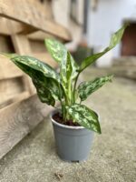Zdjęcie rosliny doniczkowej Aglaonema Gemini, ujęcie 2