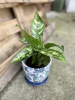 Zdjęcie rosliny doniczkowej Aglaonema Gemini, ujęcie 3