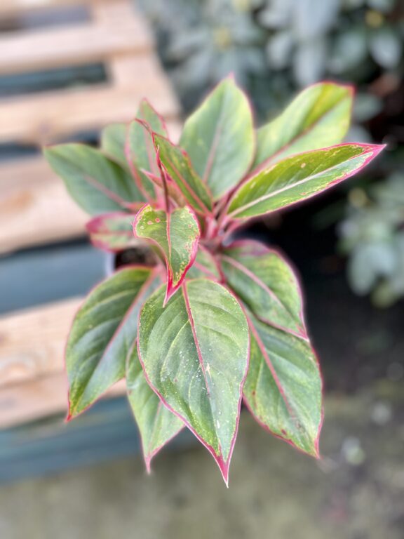 Zdjęcie rosliny doniczkowej Aglaonema King of Siam, ujęcie 1