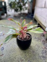 Zdjęcie rosliny doniczkowej Aglaonema King of Siam, ujęcie 2