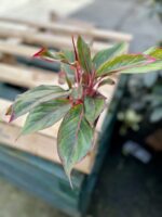 Zdjęcie rosliny doniczkowej Aglaonema King of Siam, ujęcie 3
