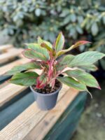 Zdjęcie rosliny doniczkowej Aglaonema King of Siam, ujęcie 4