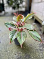 Zdjęcie rosliny doniczkowej Aglaonema King of Siam, ujęcie 5
