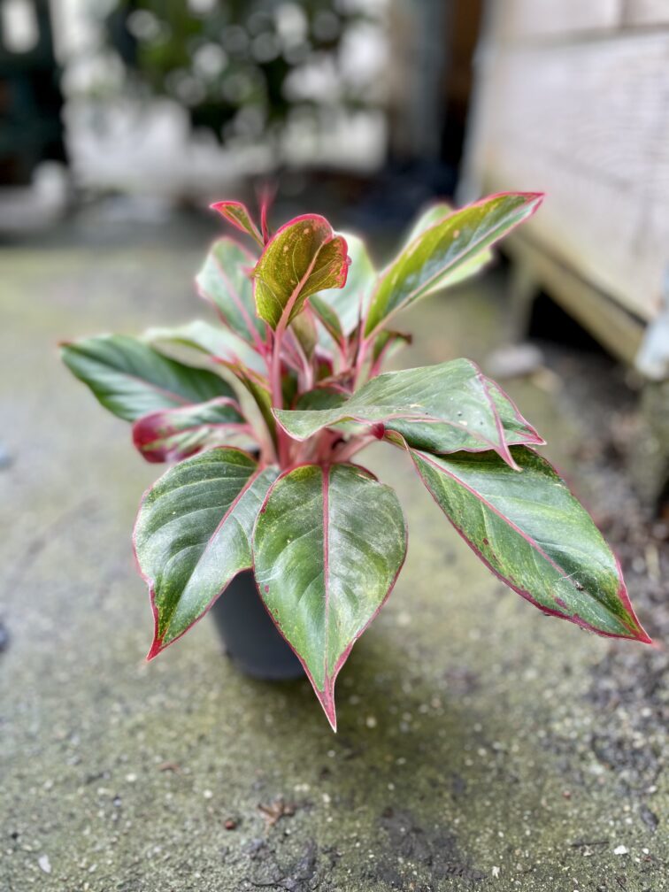 Zdjęcie rosliny doniczkowej Aglaonema King of Siam, ujęcie 5