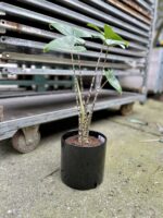 Zdjęcie rosliny doniczkowej Alocasia Zebrina, ujęcie 1