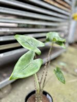 Zdjęcie rosliny doniczkowej Alocasia Zebrina, ujęcie 2