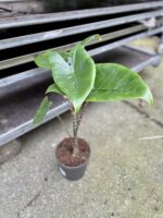 Zdjęcie rosliny doniczkowej Alocasia Zebrina, ujęcie 3