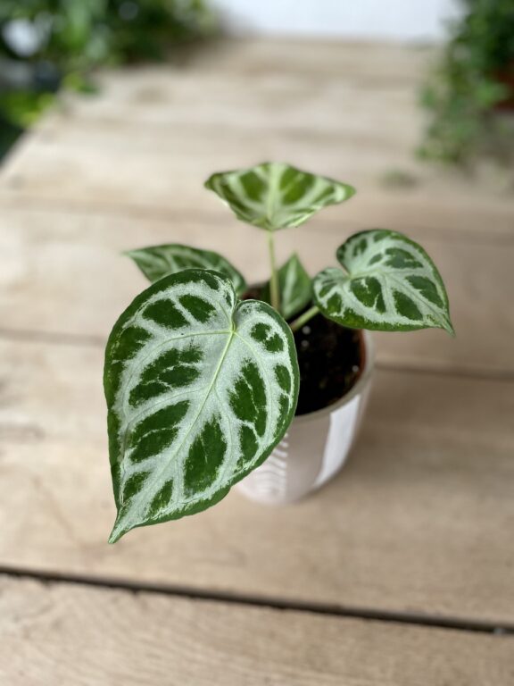 Zdjęcie rosliny doniczkowej Anthurium Silver Blush, ujęcie 1