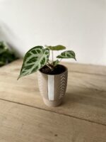 Zdjęcie rosliny doniczkowej Anthurium Silver Blush, ujęcie 2