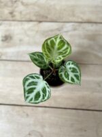 Zdjęcie rosliny doniczkowej Anthurium Silver Blush, ujęcie 3
