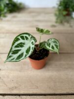 Zdjęcie rosliny doniczkowej Anthurium Silver Blush, ujęcie 4