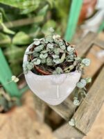 Zdjęcie rosliny doniczkowej Ceropegia woodii, ujęcie 3