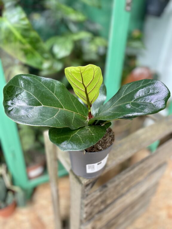 Zdjęcie rosliny doniczkowej Ficus Lyrata (Figowiec Lirolistny / Dębolistny), ujęcie 1